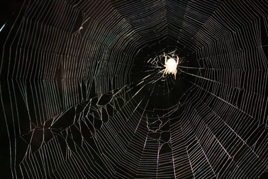 Spider & Web